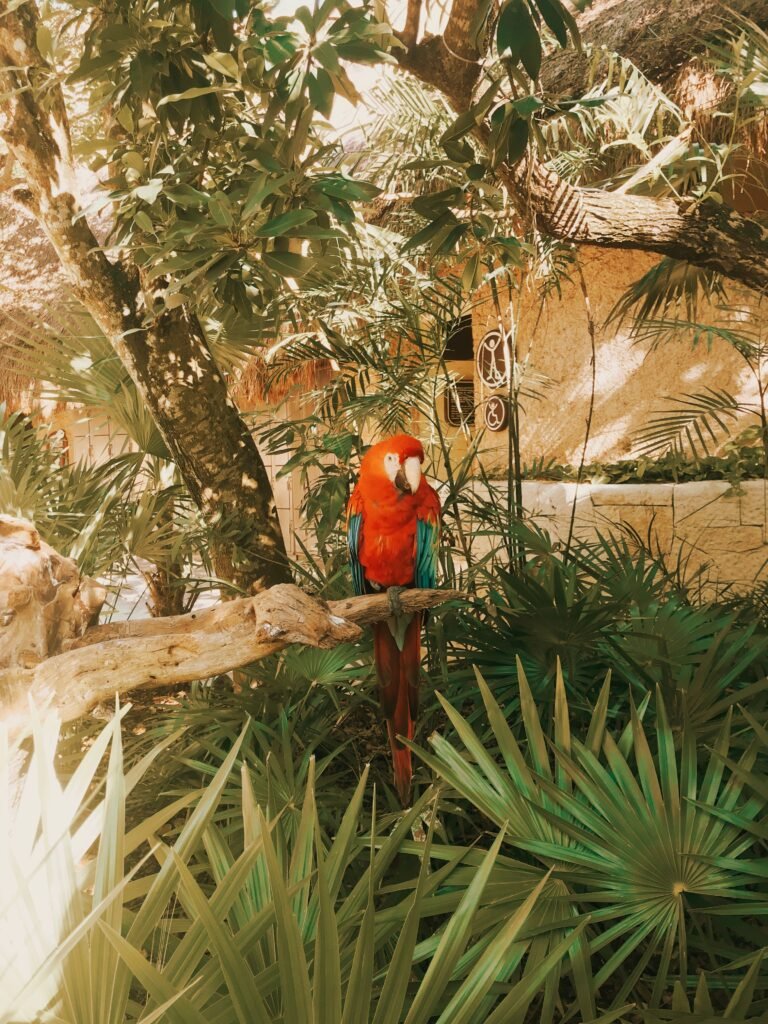 Visiting Xcaret Park: Arrival Tips from Cancún or Tulum 4 pexels ana sofia bustamante 3271144 7175946