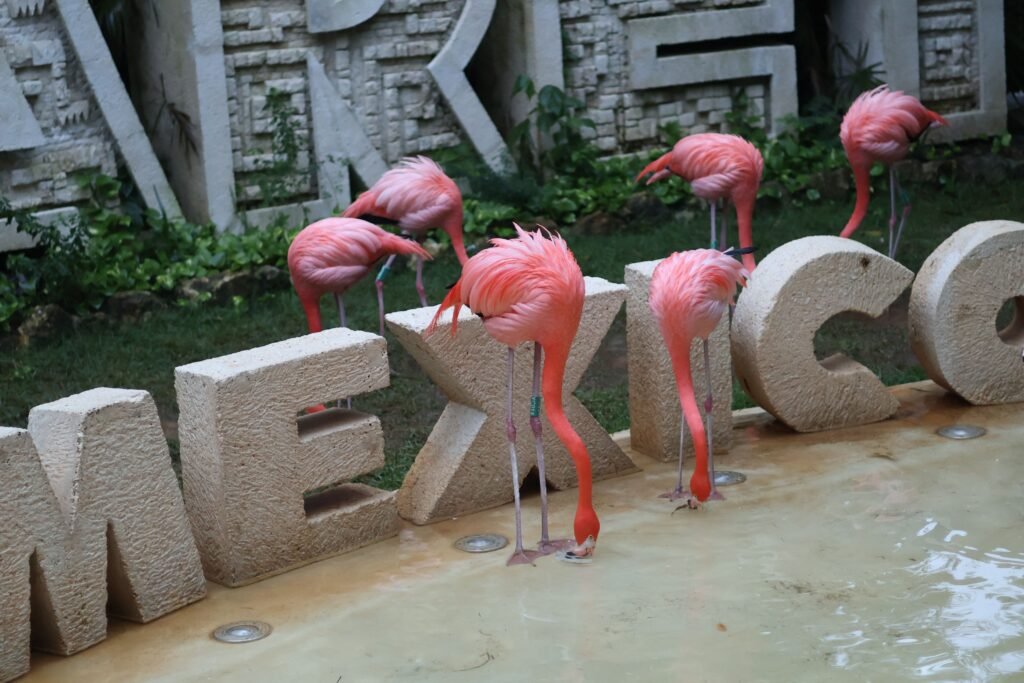 Visiting Xcaret Park: Arrival Tips from Cancún or Tulum 2 pexels anna 2037514238 30197354