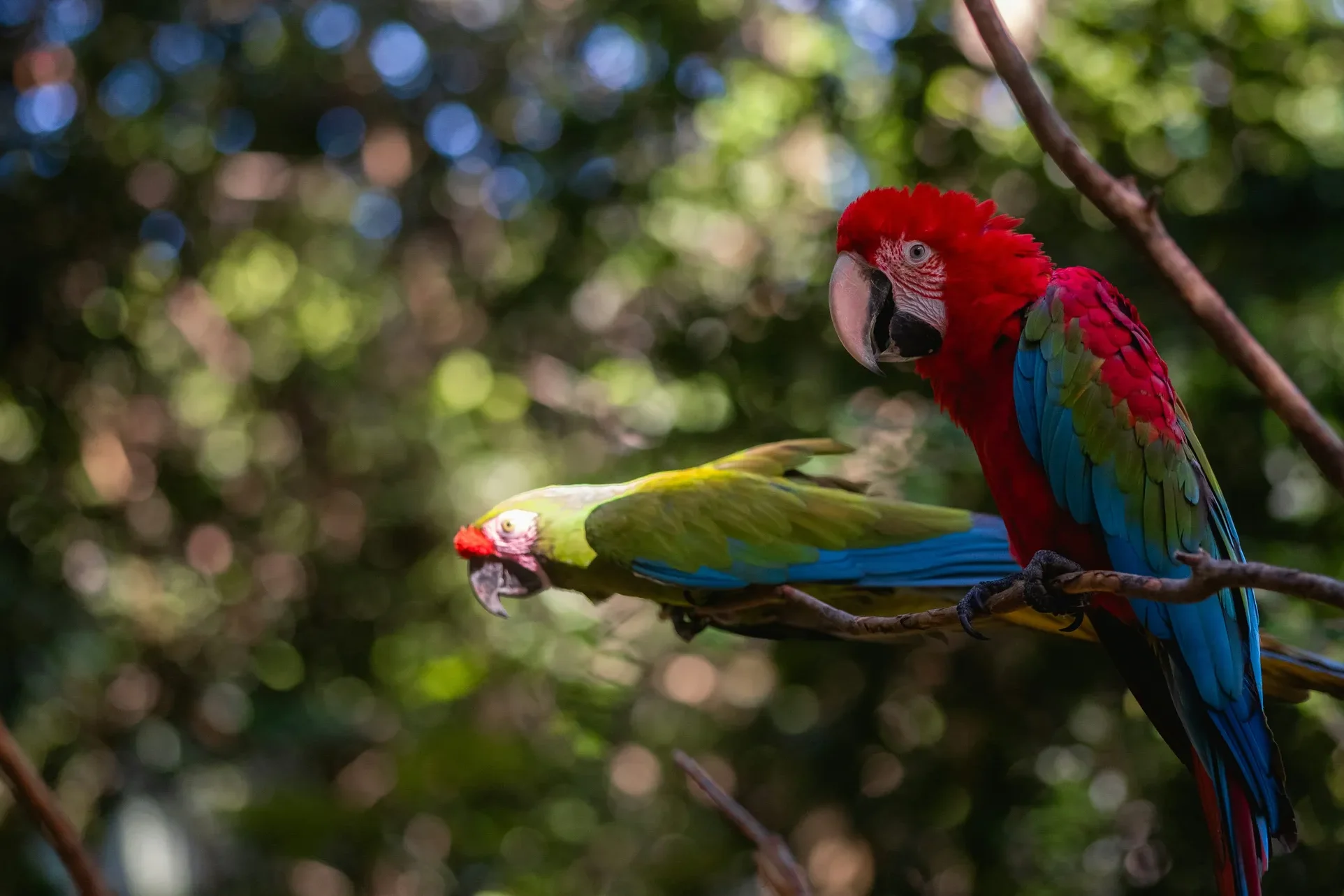 Two colorful macaws perched on a tree branch in a lush tropical forest