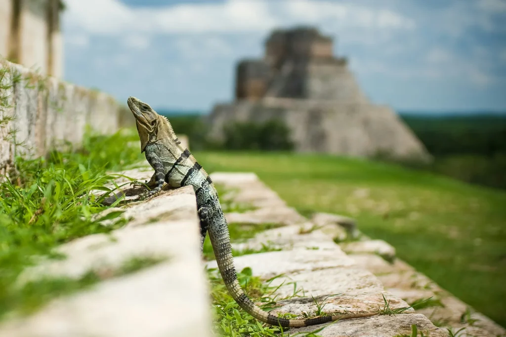 Tulum Private Tour 8 marv watson E ZF5s6L Kk unsplash