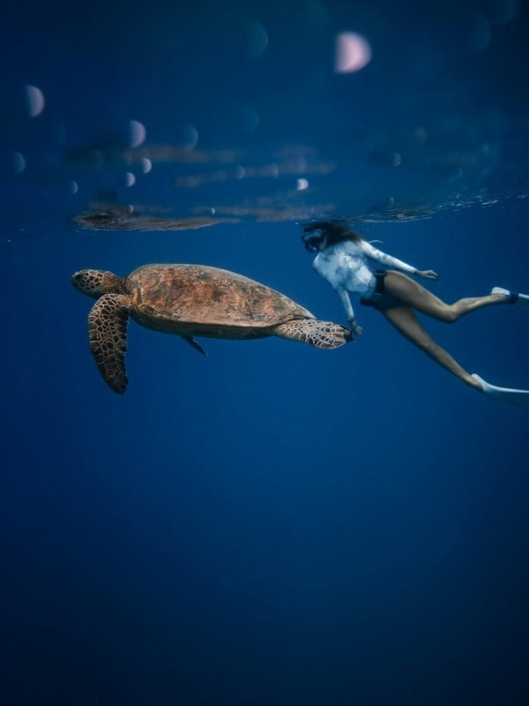 Surf con tortuga bajo el mar, Caribe México.